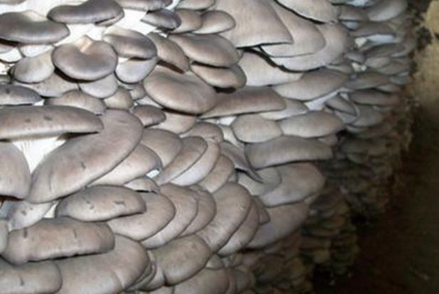 食用菌凈化車間原種、栽培種指標(biāo)